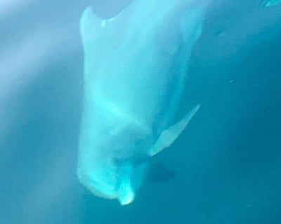 Destin Dolphin Cruise with Banana Boat Ride