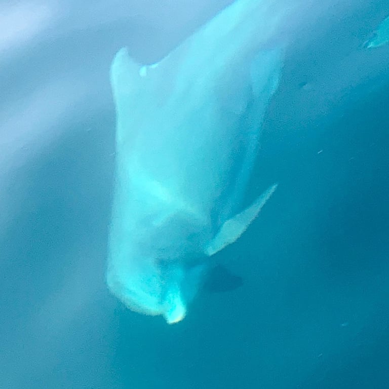 Destin Dolphin Cruise with Banana Boat Ride