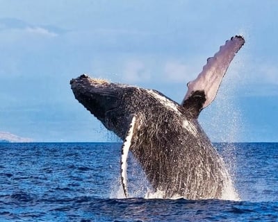 Kona Whale Watching Cruise