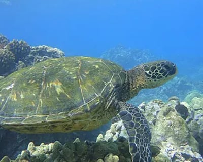 4.5-Hour Guided Snorkel Tour in Kaanapali