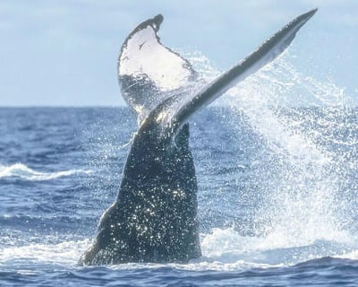 Puerto Vallarta Whale Watching Cruise