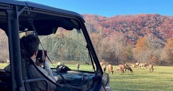 Guided UTV Elk Safari with Cherokee History
