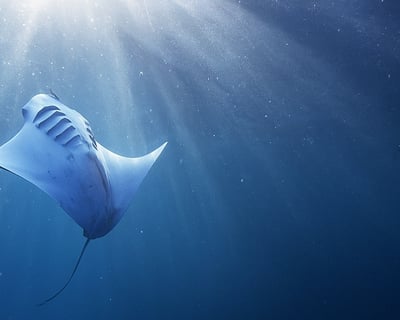 Night Manta Ray Snorkeling Tour in Kailua-Kona