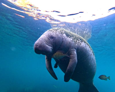 Swim With Manatees in Crystal River Small-Group Tour