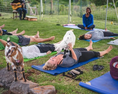 Maui Goat Yoga with Our Miniature Goats