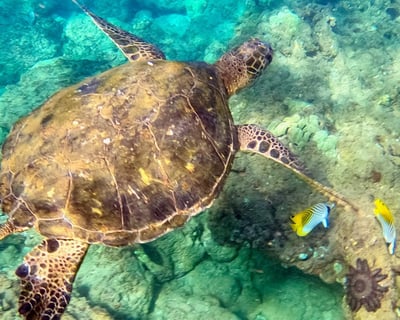 Wailea Beach Snorkeling for Non-Swimmers