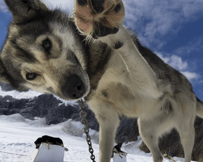 Mendenhall Glacier Helicopter Dog Sledding Tour