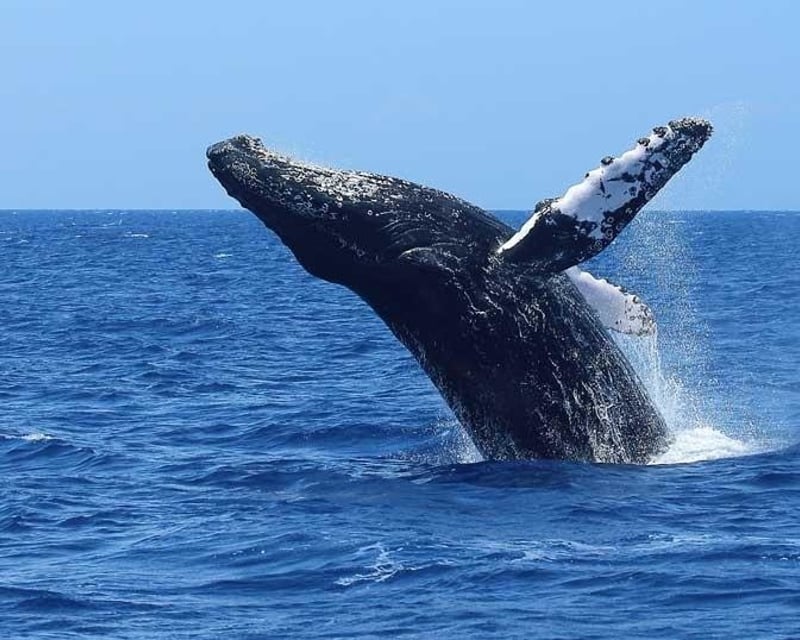 Kailua-Kona Humpback Whale Watching with Hydrophone