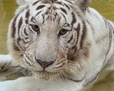 Private Animal Interaction Tour in Naples