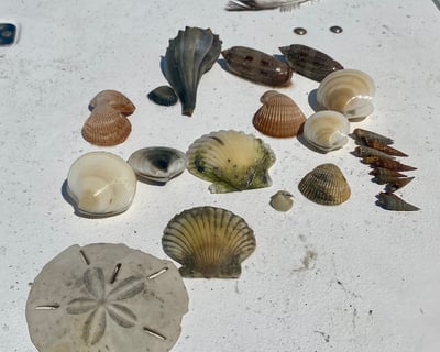 Emerald Isle Custom Eco Tour