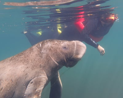 Snorkel With Manatees in Citrus County Private 4-Hour