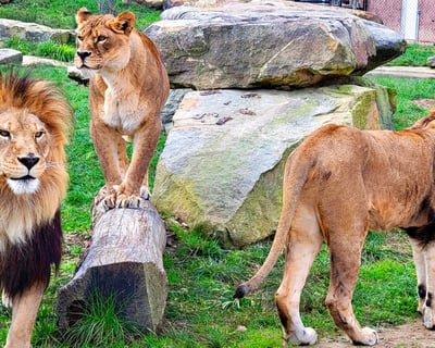 Explore Keystone Safari Walk-Thru & Drive-Thru in Grove City