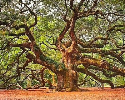 Explore Charleston & Gullah Geechee Sea Island Tour