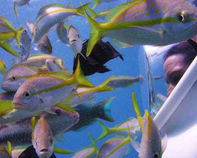 1-Hour Seatrek Dive at De Palm Island