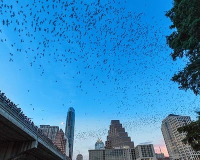 Sunset Congress Avenue Bat Bridge Tour