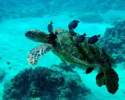 Oahu Wildlife Charter