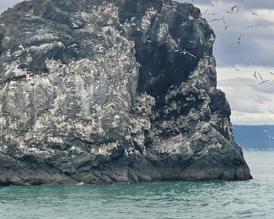 Kachemak Bay Remote Beach Landing Cruise