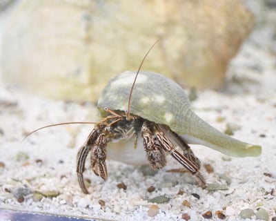 Explore Ocean Life in the Discovery Lab