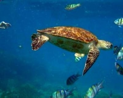 2-Stop Snorkeling & Dolphin Cruise in Destin