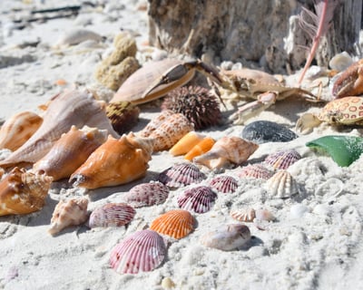 Life’s a Beach Cruise – Barrier Island Shelling