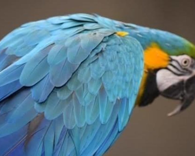 Addon image