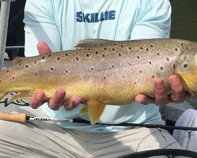 Private Chattahoochee Trout Fishing Trip