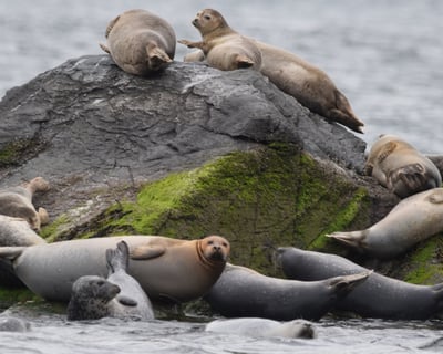 Newport Harbor Seal Watch Cruise