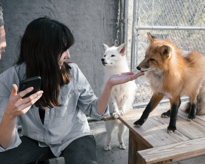 Santa Ysabel Fox Interaction