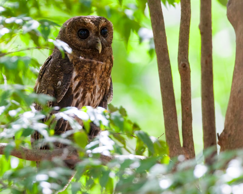 Private Guided Birdwatching Tour in Rincón de la Vieja