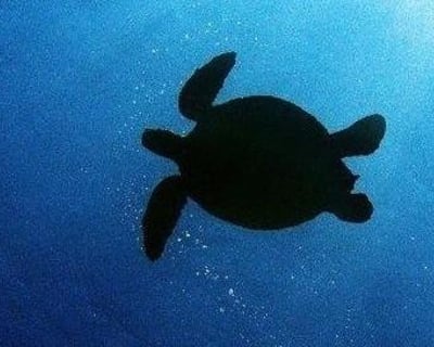 3.5-Hour Kayak & Snorkel Tour in Olowalu