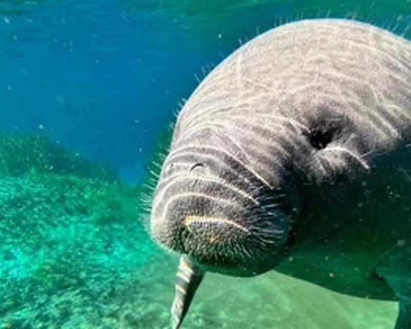 Chassahowitzka River Manatee Kayak & Paddleboard Tour