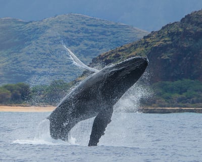 Waianae Humpback Whale Watching & Snorkeling