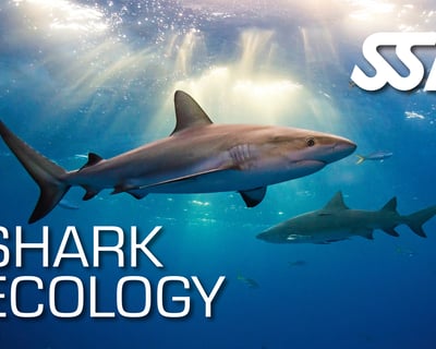 Shark Ecology Course in Ramrod Key