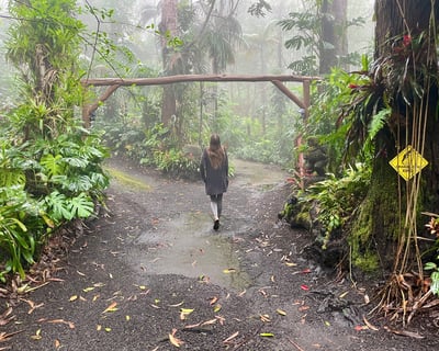 Kona Cloud Forest Hike with Expert Guide