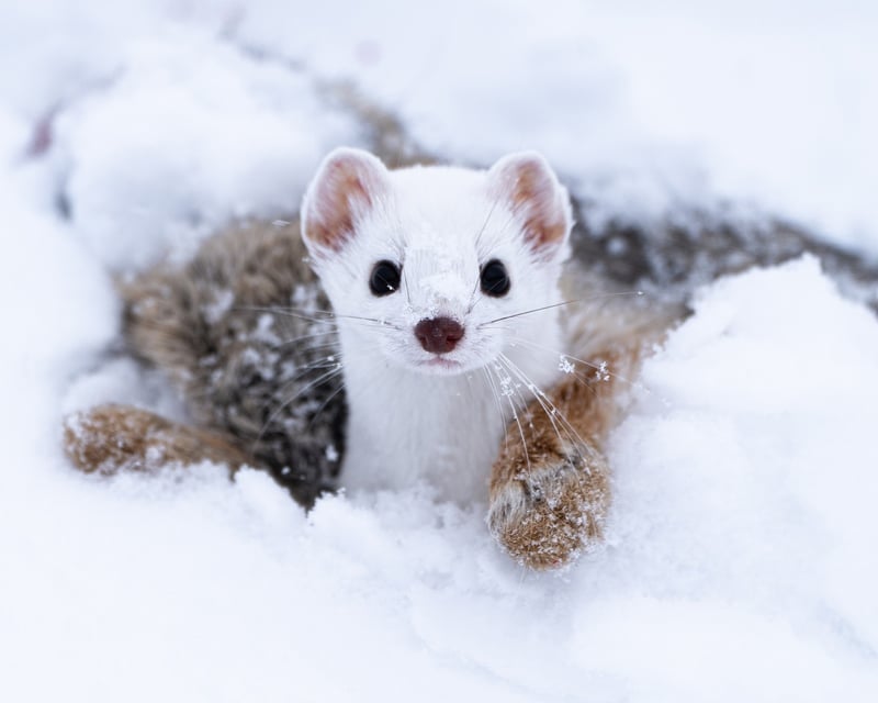 Winter Wildlife Safari in Grand Teton National Park