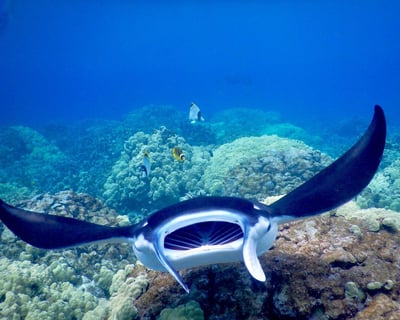 Late-Night Manta Ray Snorkel in Kona