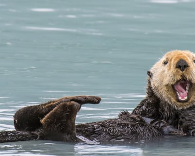 Explore Monterey & Carmel Guided Tour From San Francisco