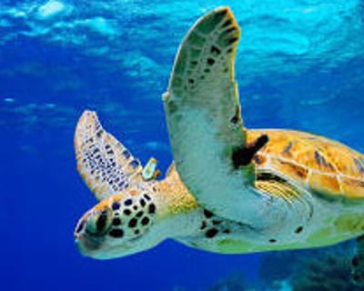 Afternoon Sailing and Snorkeling at Kealakekua Bay