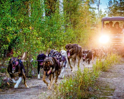 Summer Sled Dog UTV Tour in McCarthy