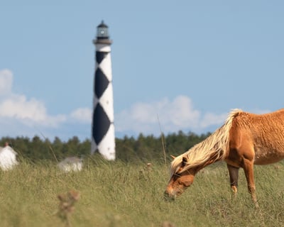 Guided Wild Horse Tour of Shackleford Banks