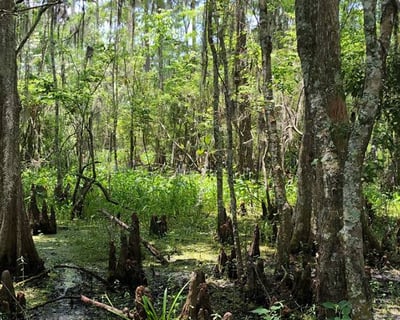 New Orleans Airboat Swamp & City Tour