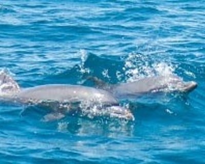Cruise Choctawhatchee Bay Dolphin Watching Tour