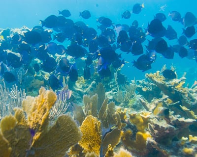 Shallow Reef Snorkel Tour In Key Largo