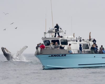 Whale Watching Cruise in Morro Bay