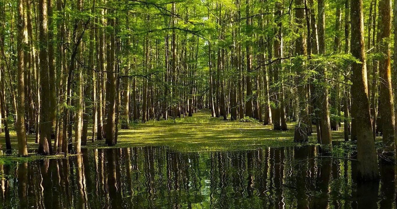 Atchafalaya Basin Boat Tour in Plaquemine