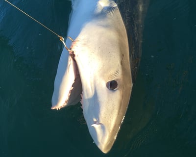 4-Hour Shark Fishing Charter in Murrells Inlet