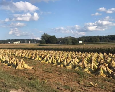 Amish Farm Carriage Tour in Bird in Hand