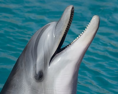 Wilmington Island Dolphin Cruise