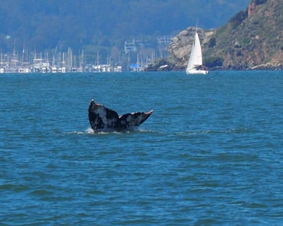 San Francisco Winter Whale Watching Cruise