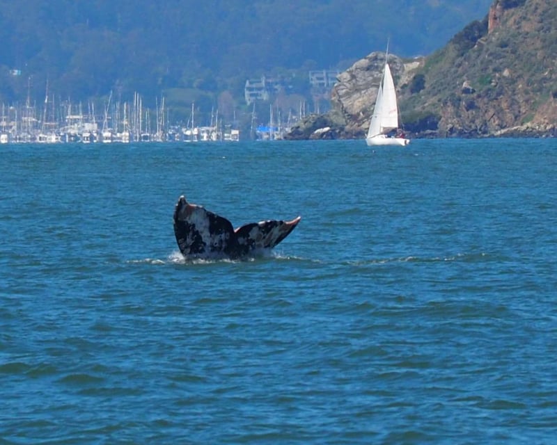 San Francisco Winter Whale Watching Cruise